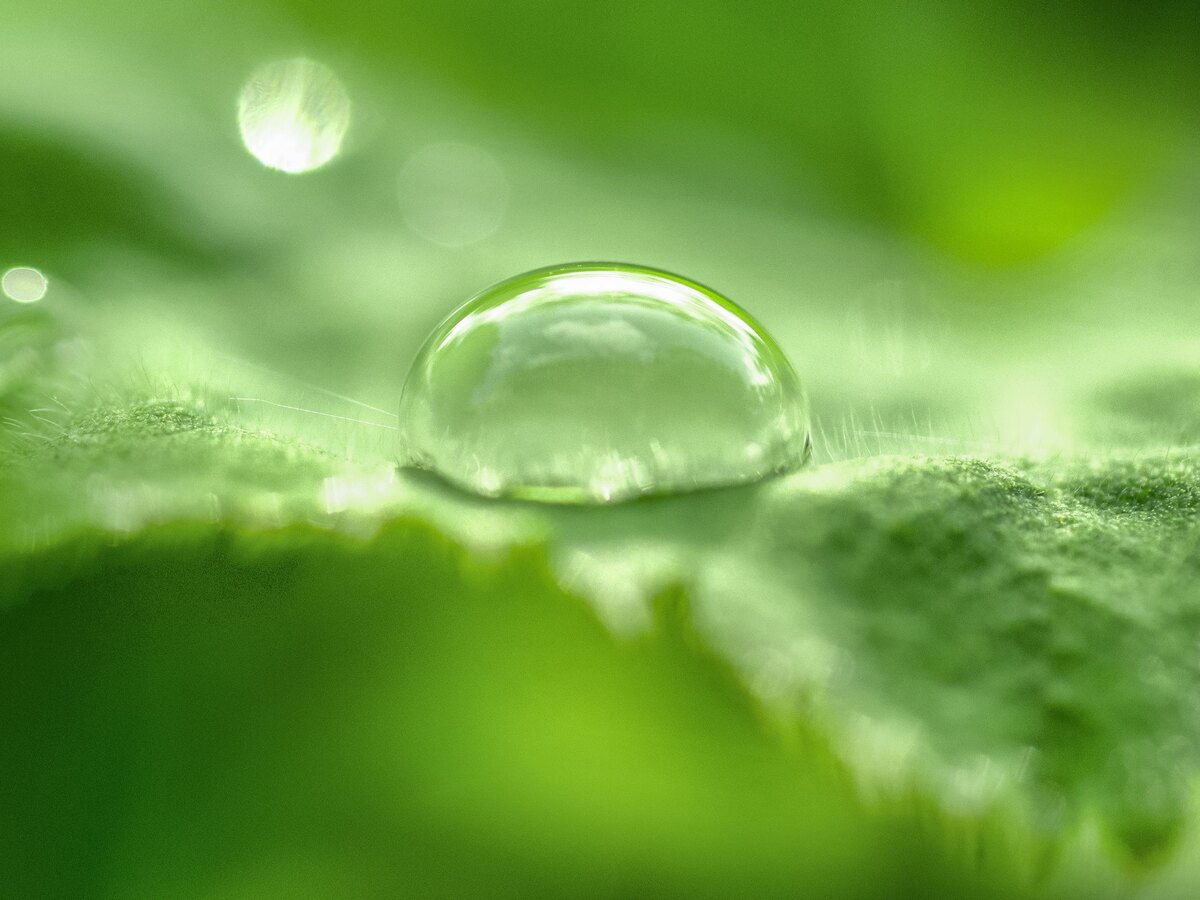 Een waterdruppel op een groen blad